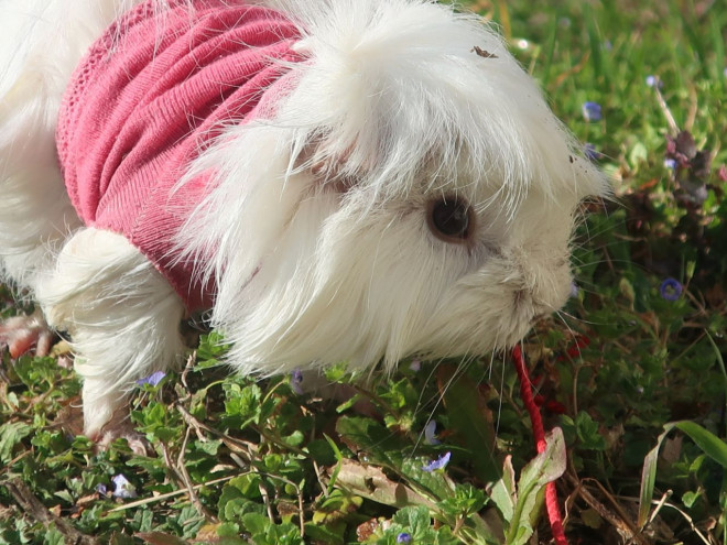 Photo d'Agouti