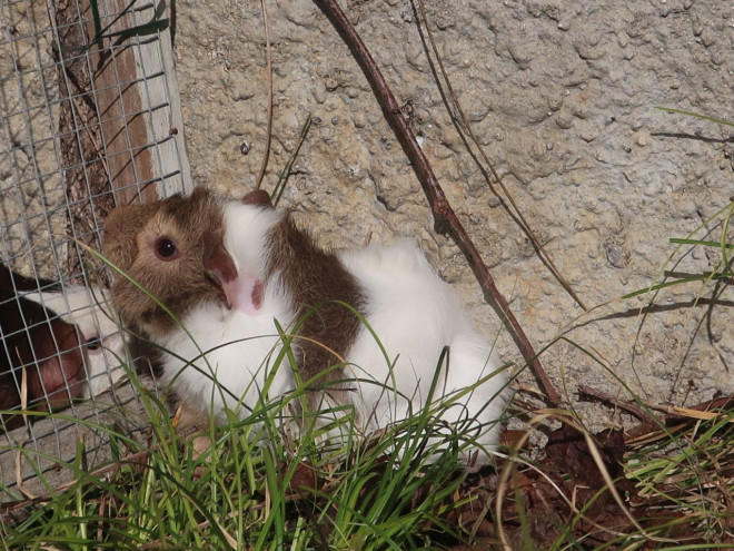 Photo d'Agouti