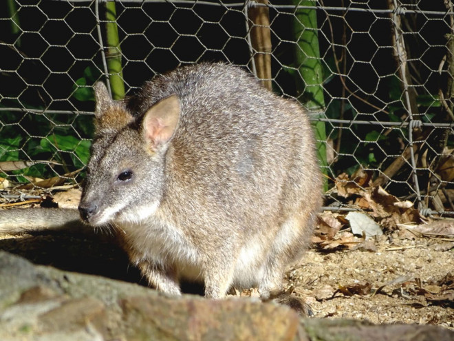 Photo de Wallaby