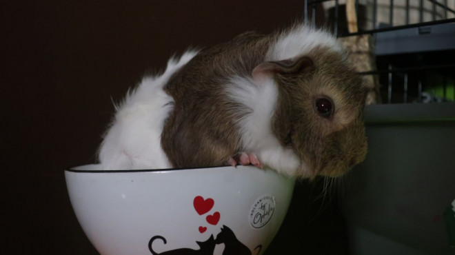 Photo de Cochon d'inde - agouti