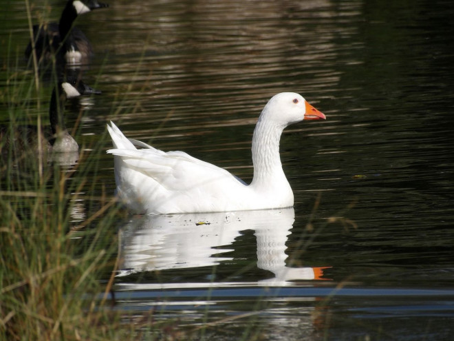 Photo d'Oie blanche