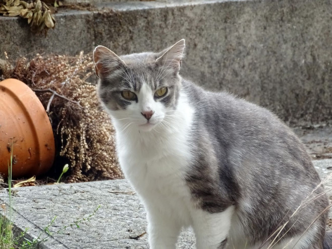 Photo de Chat domestique