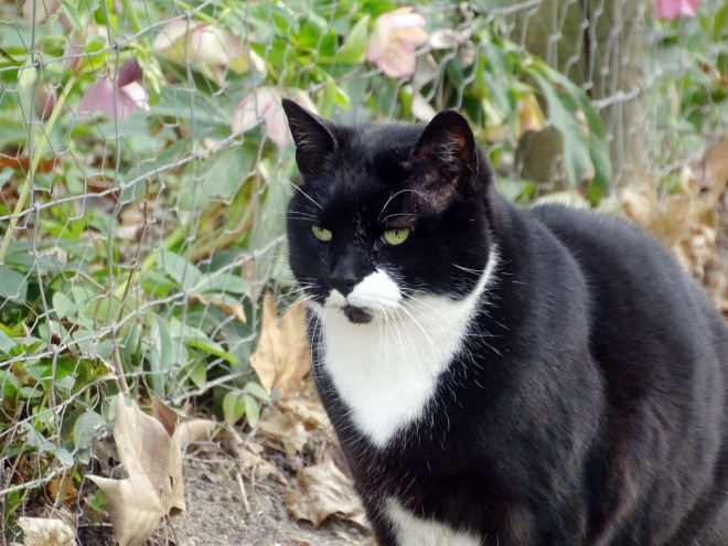 Photo de Chat domestique