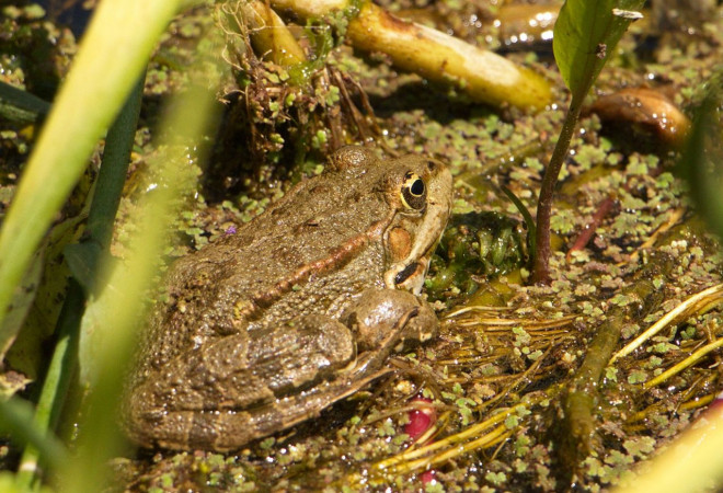 Photo de Grenouille