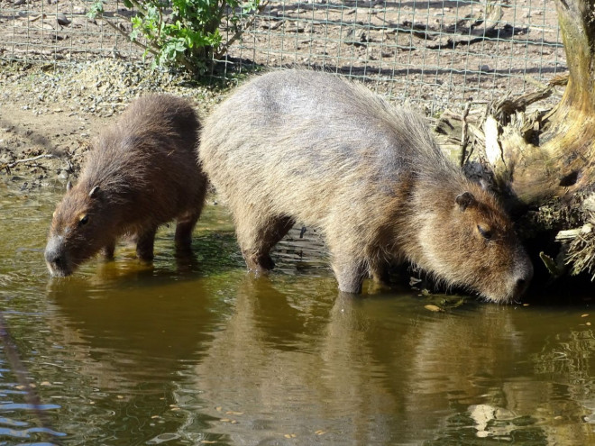 Photo de Cabiai ou capybara