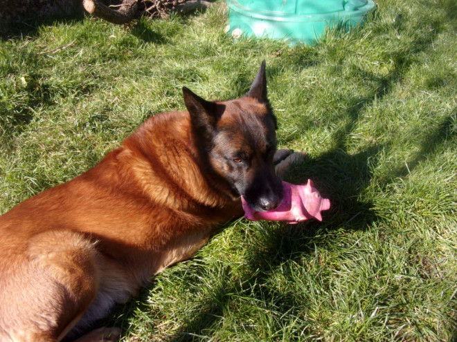 Photo de Berger belge malinois