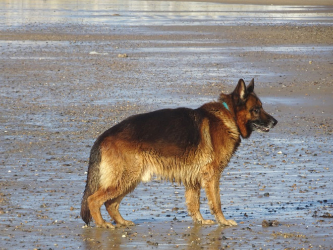 Photo de Berger allemand  poil long