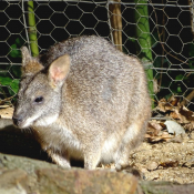 Photo de Wallaby