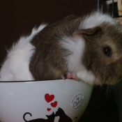 Photo de Cochon d'inde - agouti