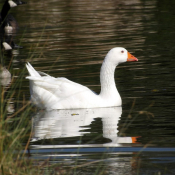 Photo d'Oie blanche