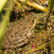 Photo de Grenouille