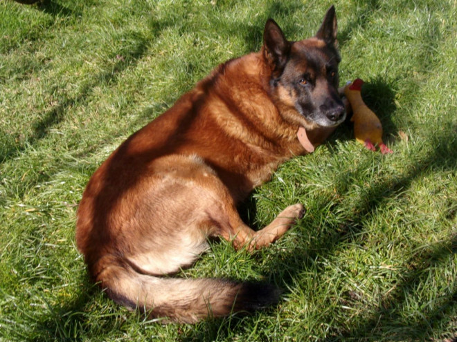 Photo de Berger belge malinois