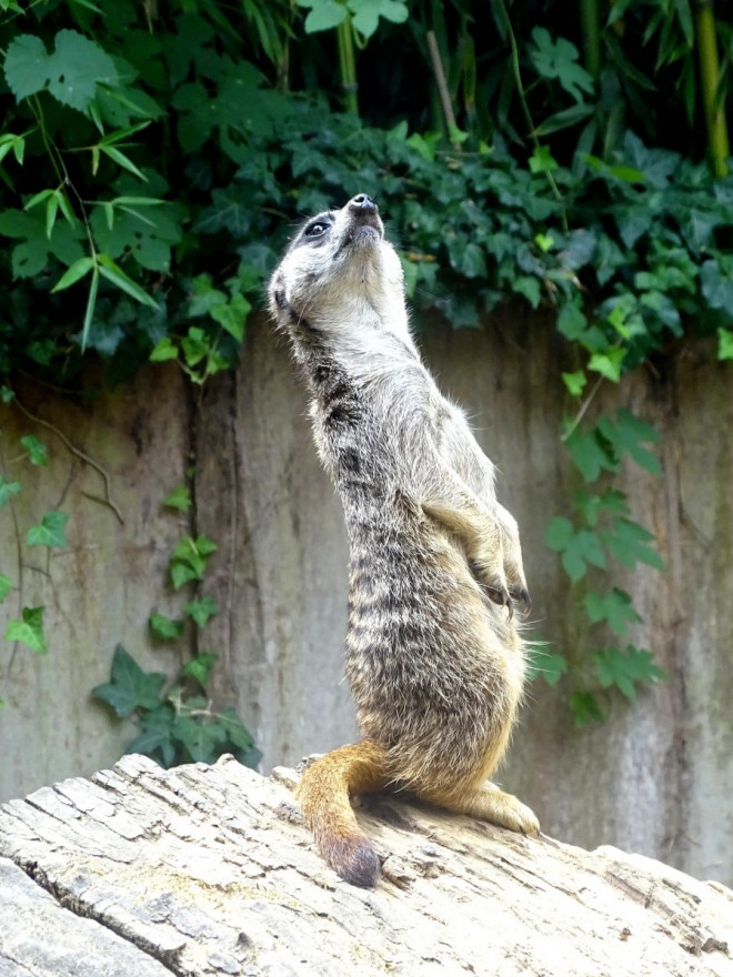 Photo de Suricate