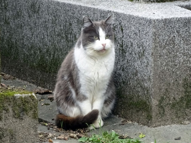 Photo de Chat domestique