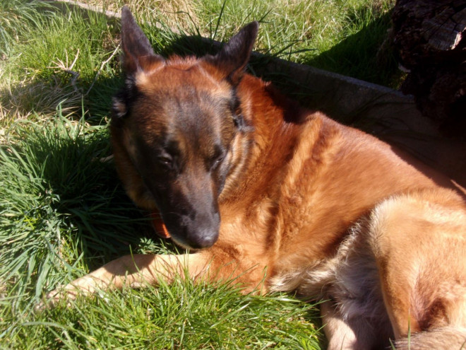 Photo de Berger belge malinois