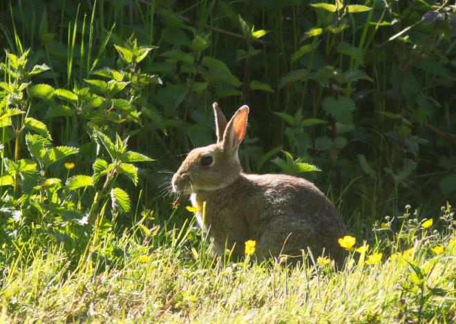 Photo de Lapin