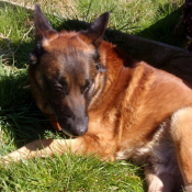 Photo de Berger belge malinois