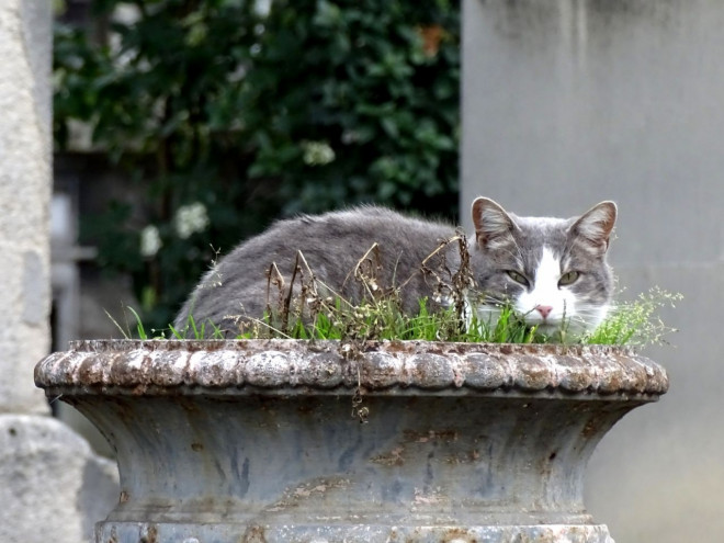 Photo de Chat domestique