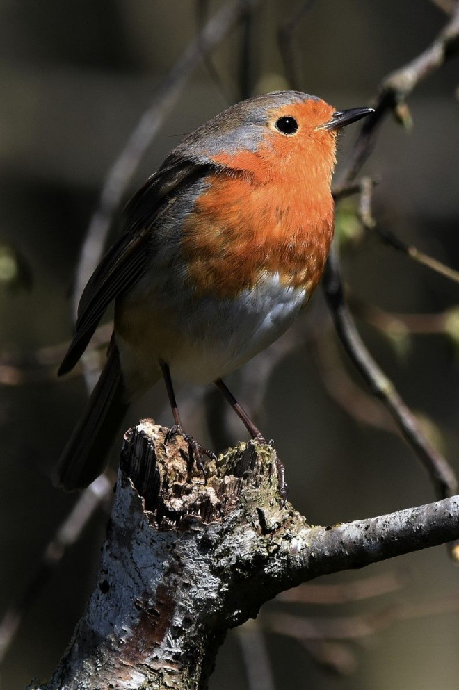 Photo de Rouge gorge