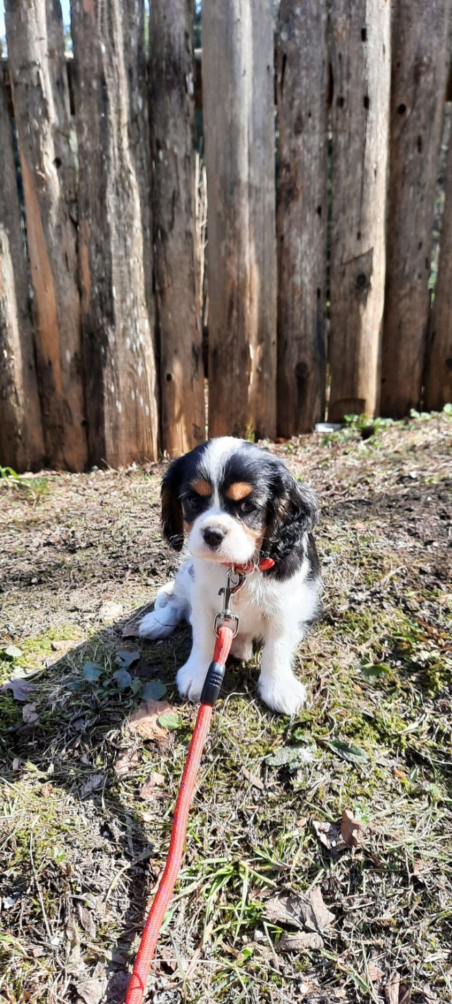 Photo de Cavalier king charles spaniel