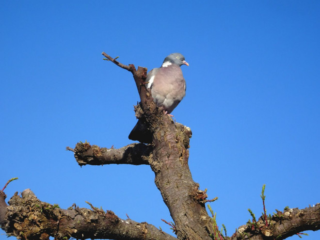 Photo de Pigeon - ramier