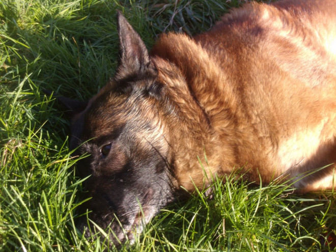 Photo de Berger belge malinois