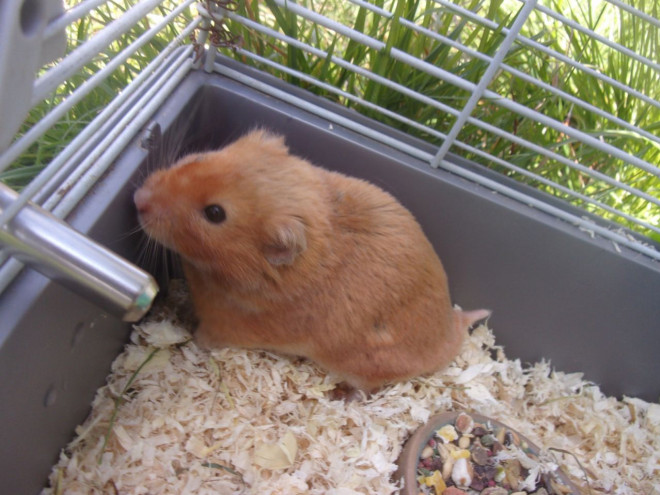 Photo de Hamster