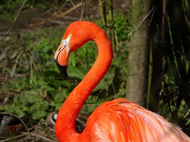 Photo de Flamand rose