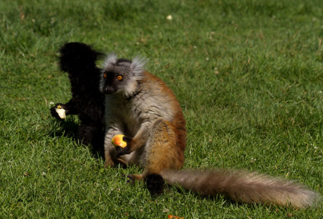 Photo de Lmurien - lmur macaco