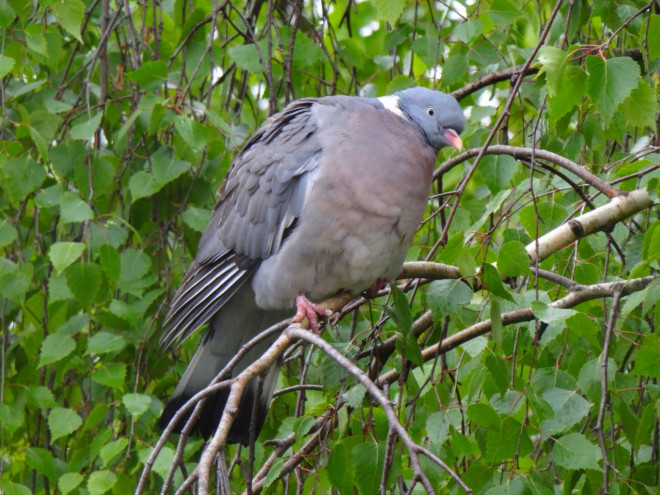 Photo de Pigeon - ramier