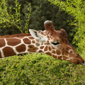 Photo de Girafe