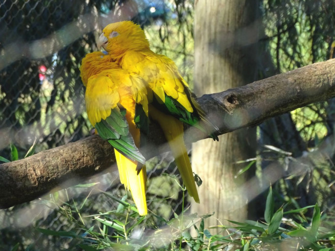 Photo de Conure soleil