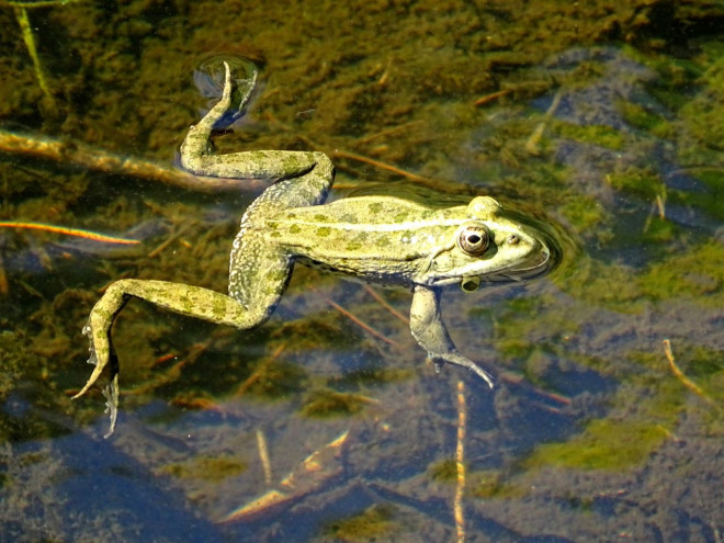 Photo de Grenouille