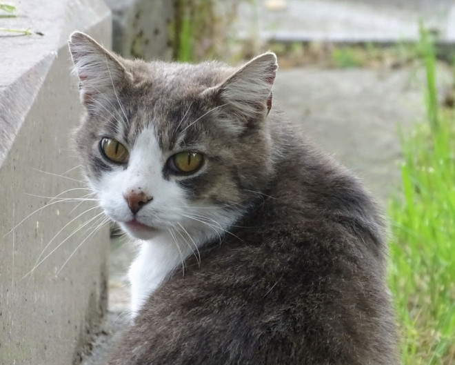 Photo de Chat domestique