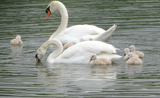 Photo de Cygne