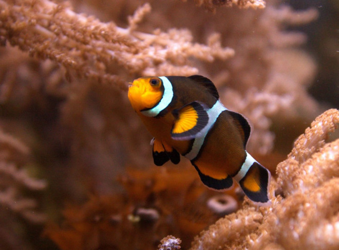 Photo de Poisson clown