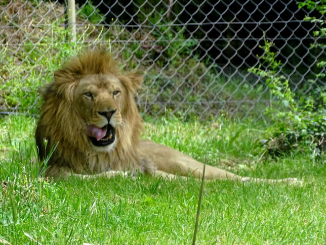 Photo de Lion