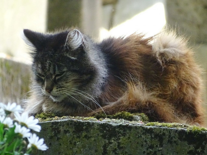 Photo de Chat domestique