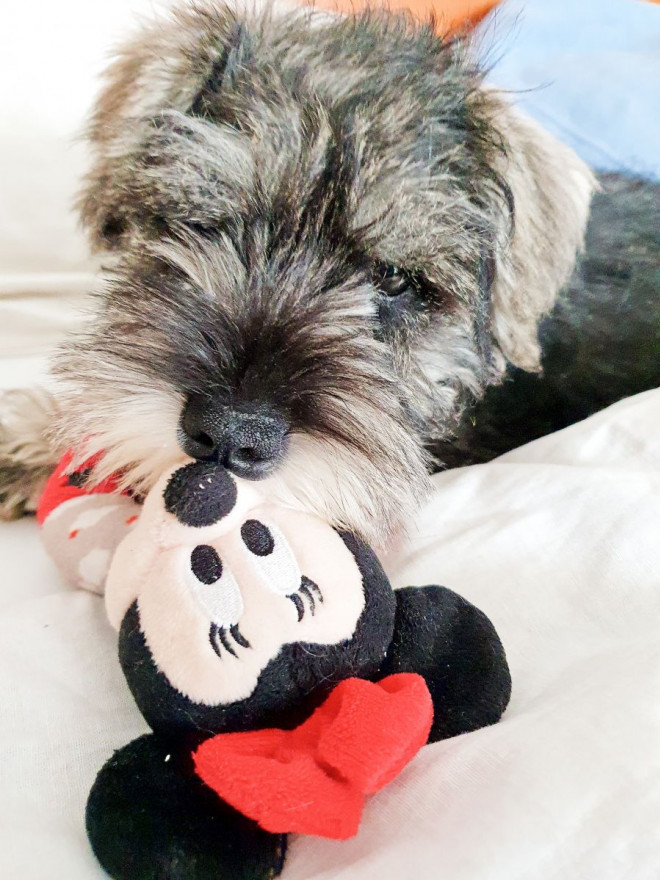 Photo de Schnauzer nain