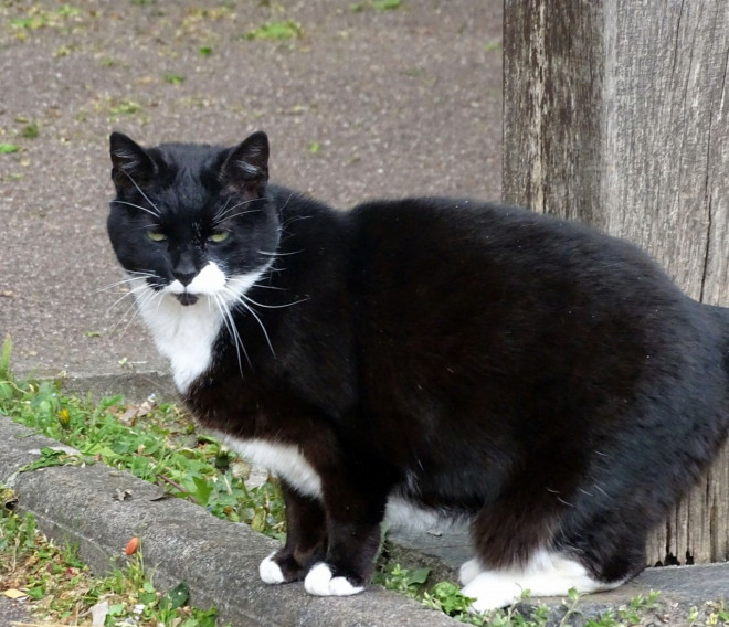 Photo de Chat domestique