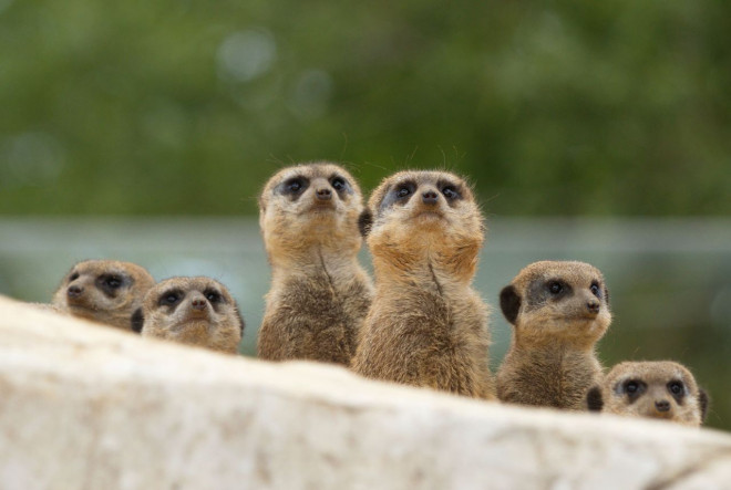 Photo de Suricate