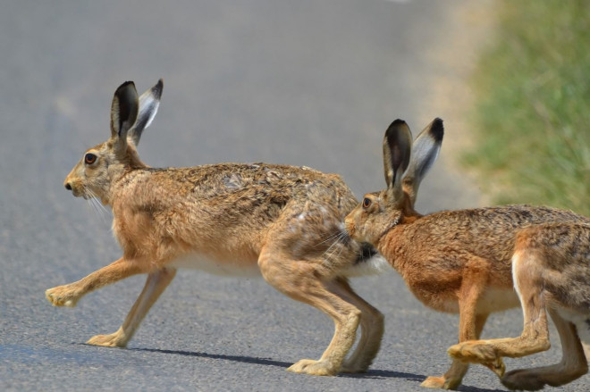 Photo de Lapin