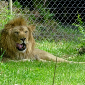 Photo de Lion