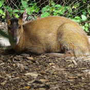 Photo de Muntjac