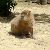 Photo de Cabiai ou capybara