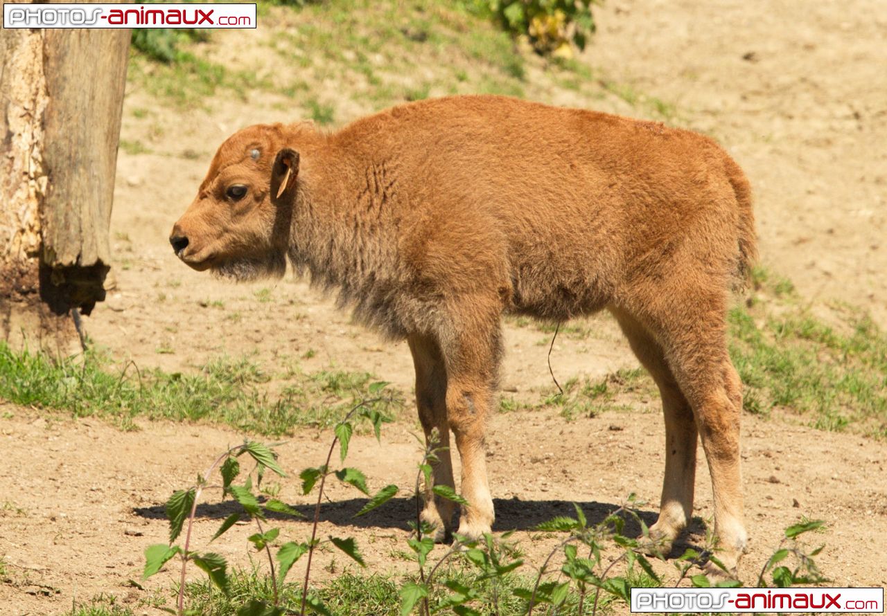 Photo de Bison > Futé > N° 655984 sur