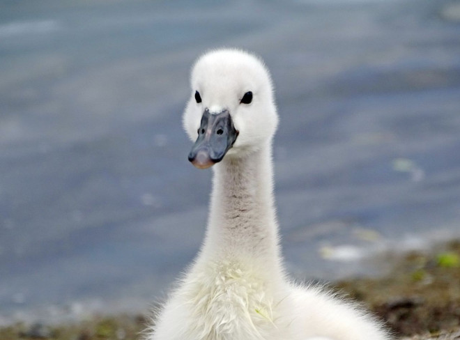 Photo de Cygne