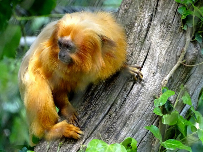 Photo de Singe - tamarin lion dor