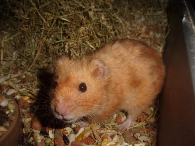 Photo de Hamster