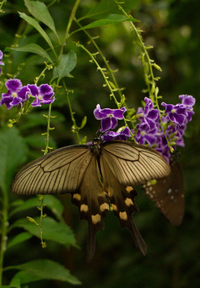 Photo de Papillon